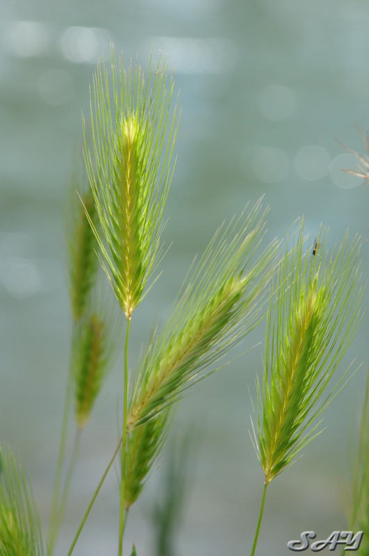 Name:  Grass 5.jpg
Views: 528
Size:  120.8 KB