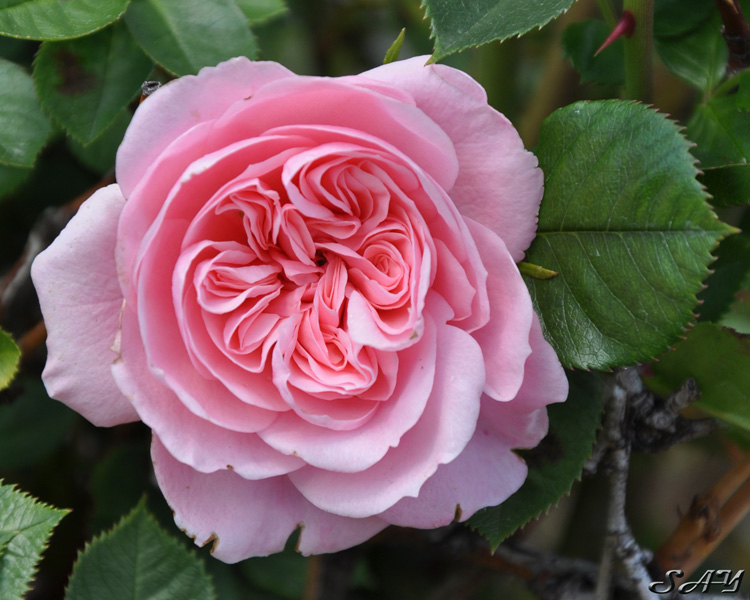 Name:  Rose 1a.jpg
Views: 1100
Size:  173.9 KB