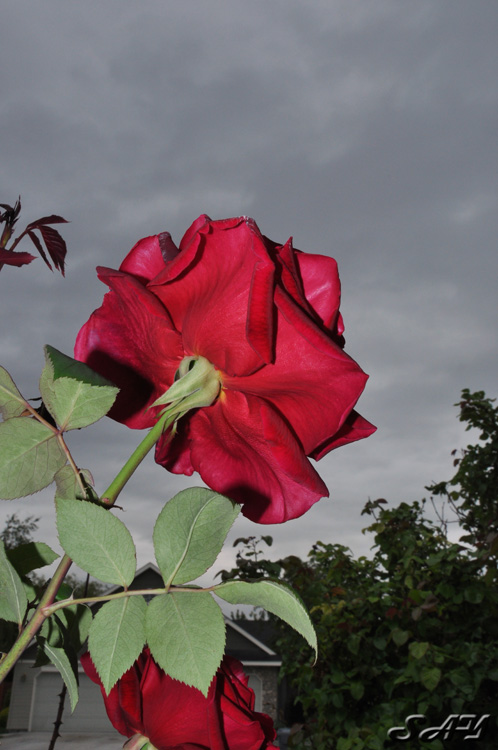 Name:  Rose 1.jpg
Views: 423
Size:  133.8 KB