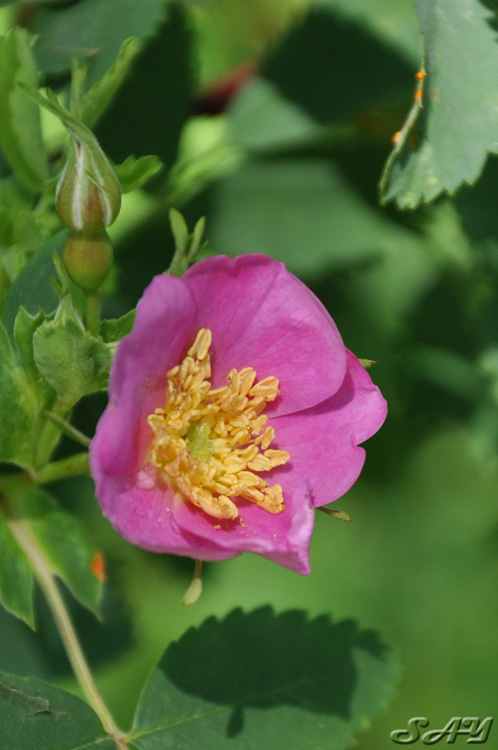 Name:  Flower 3a.jpg
Views: 314
Size:  120.5 KB
