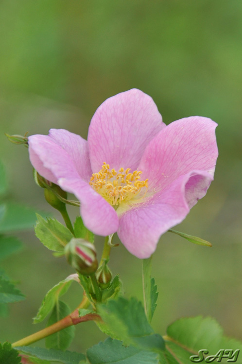 Name:  Flowers 18.jpg
Views: 372
Size:  104.2 KB