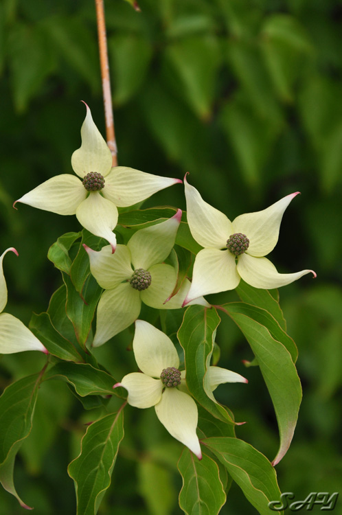 Name:  Flower 16.jpg
Views: 309
Size:  130.7 KB