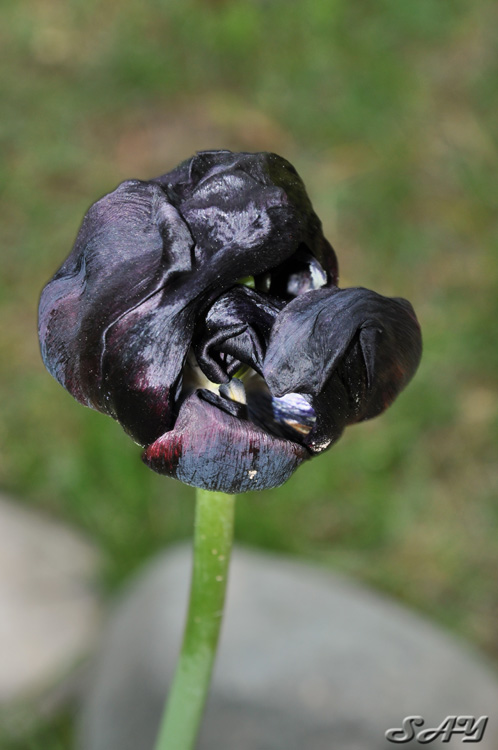 Name:  Flowers 5.jpg
Views: 290
Size:  111.7 KB