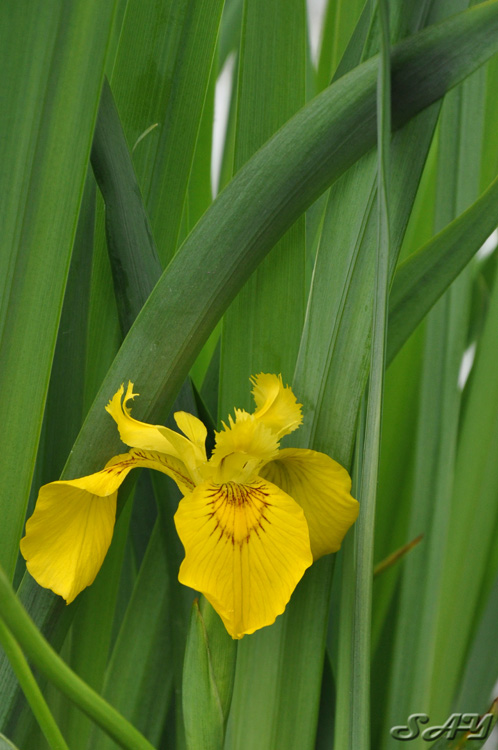 Name:  Flower 3.jpg
Views: 357
Size:  137.9 KB