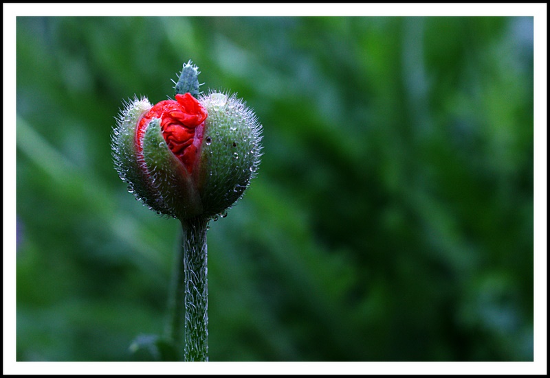 Name:  IMG_8765_edited.jpg
Views: 443
Size:  113.3 KB