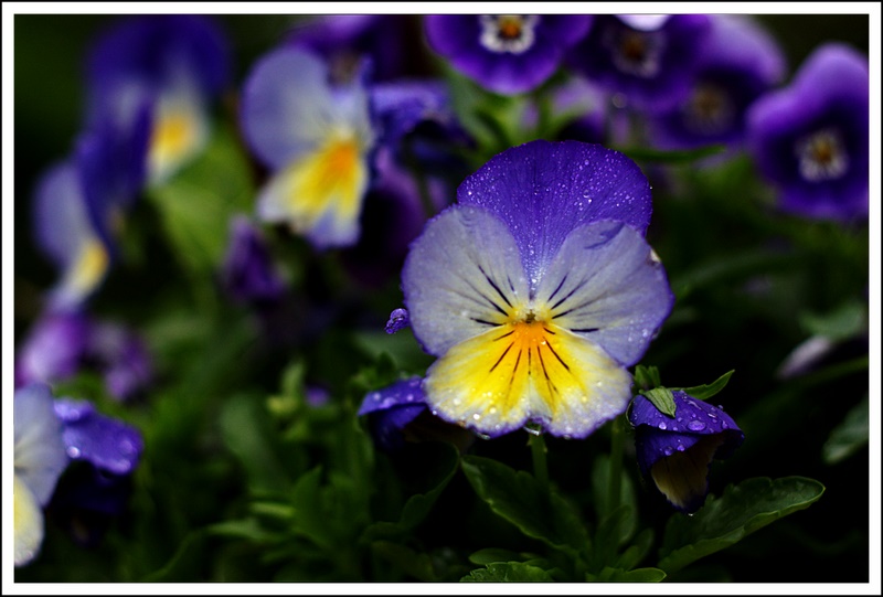 Name:  IMG_8770_edited.jpg
Views: 451
Size:  113.5 KB