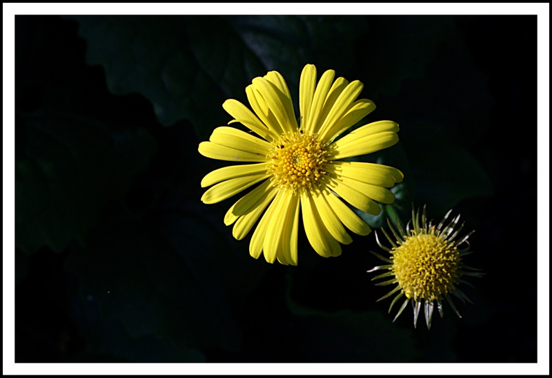 Name:  IMG_8795_edited.jpg
Views: 461
Size:  93.9 KB