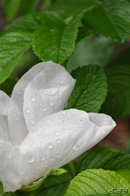 Name:  Flower 18.jpg
Views: 546
Size:  184.3 KB
