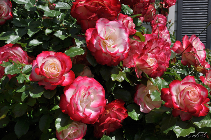 Name:  Roses 2.jpg
Views: 155
Size:  218.4 KB