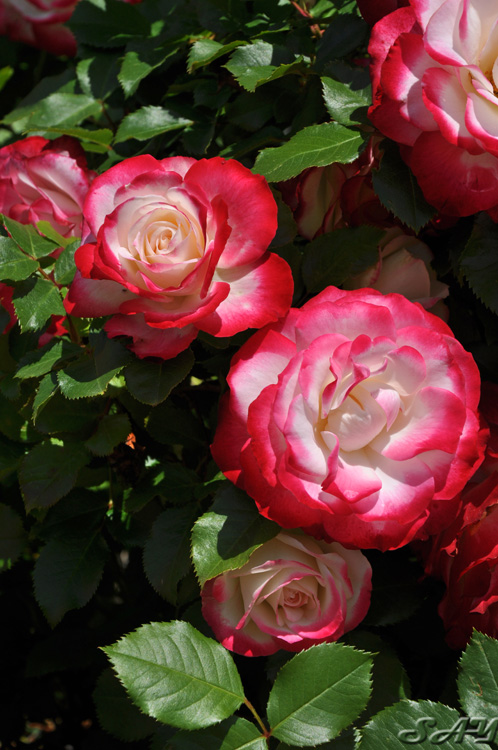 Name:  Roses 4.jpg
Views: 343
Size:  177.7 KB