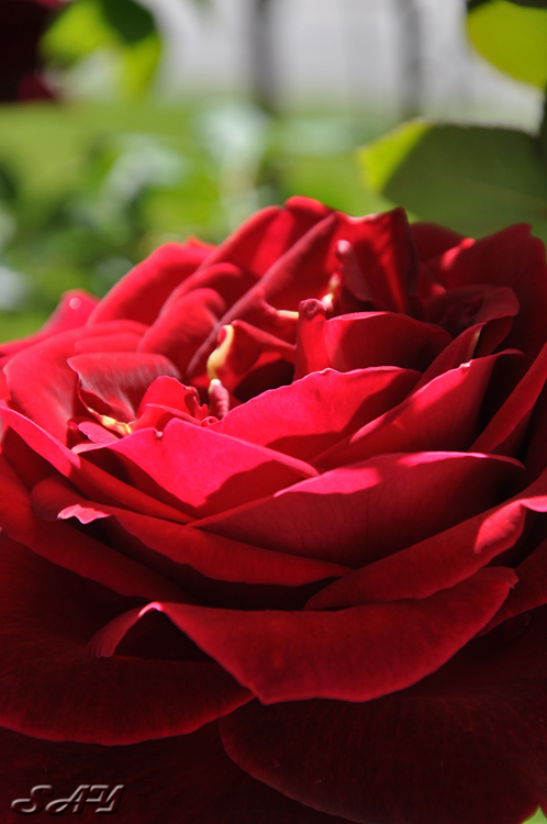 Name:  Roses 7.jpg
Views: 343
Size:  166.3 KB