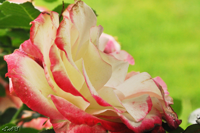 Name:  Rose 1.jpg
Views: 714
Size:  158.4 KB