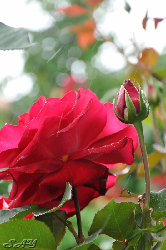 Name:  Rose 8.jpg
Views: 373
Size:  212.7 KB