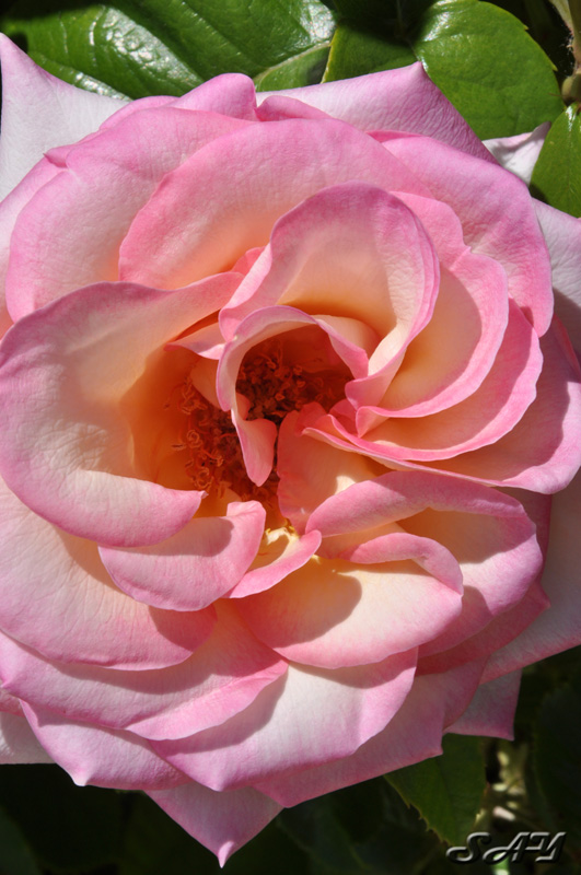 Name:  Rose 1 Orig.jpg
Views: 343
Size:  171.4 KB