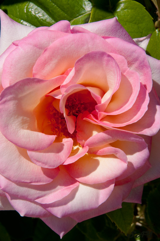 Name:  Rose 1 Mod.jpg
Views: 349
Size:  174.3 KB