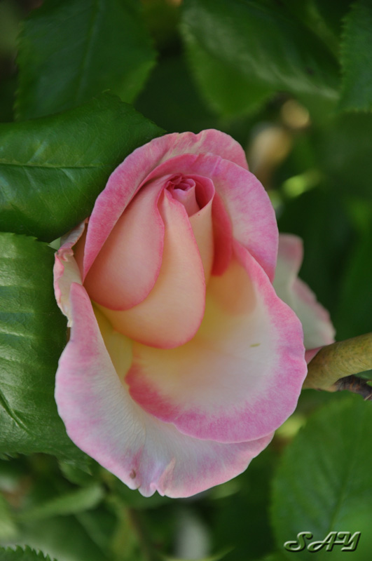 Name:  Rose 2 Orig.jpg
Views: 341
Size:  118.1 KB