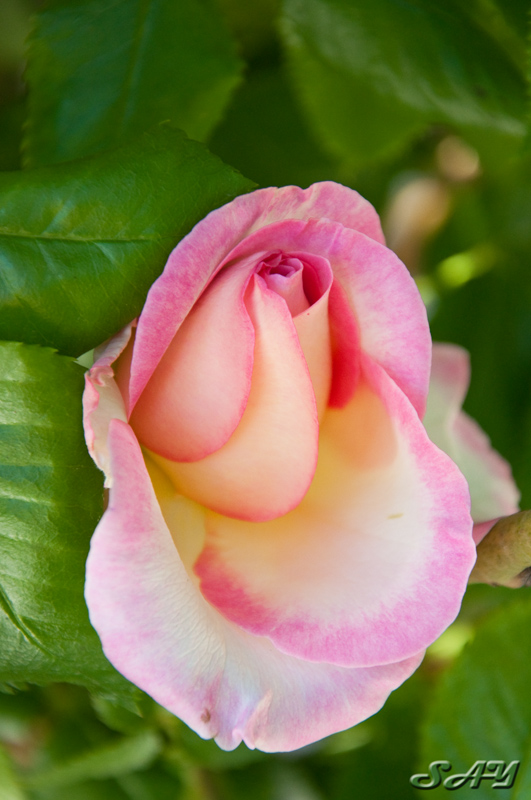 Name:  Rose 2 Mod.jpg
Views: 343
Size:  203.1 KB