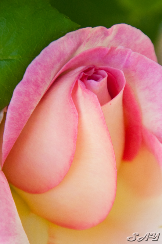 Name:  Rose 2a Mod.jpg
Views: 342
Size:  196.9 KB