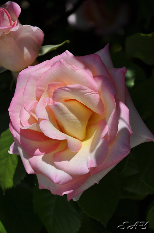 Name:  Rose 3 Orig.jpg
Views: 140
Size:  170.8 KB