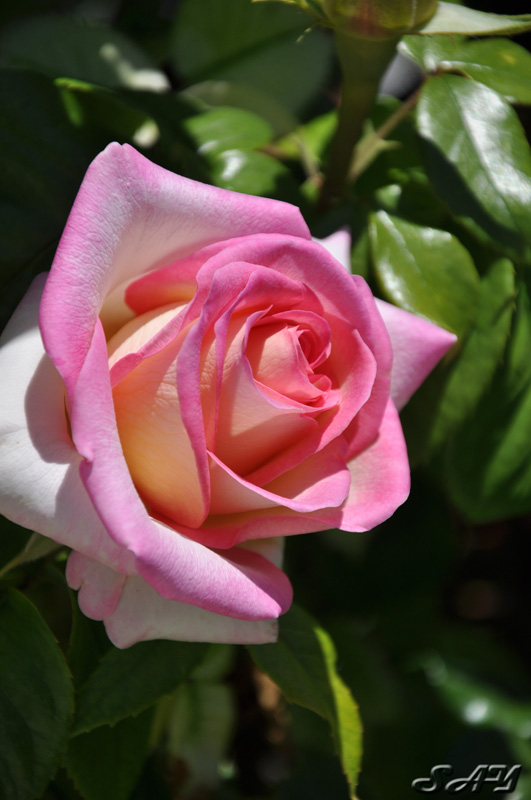 Name:  Rose 4 Orig.jpg
Views: 327
Size:  132.8 KB