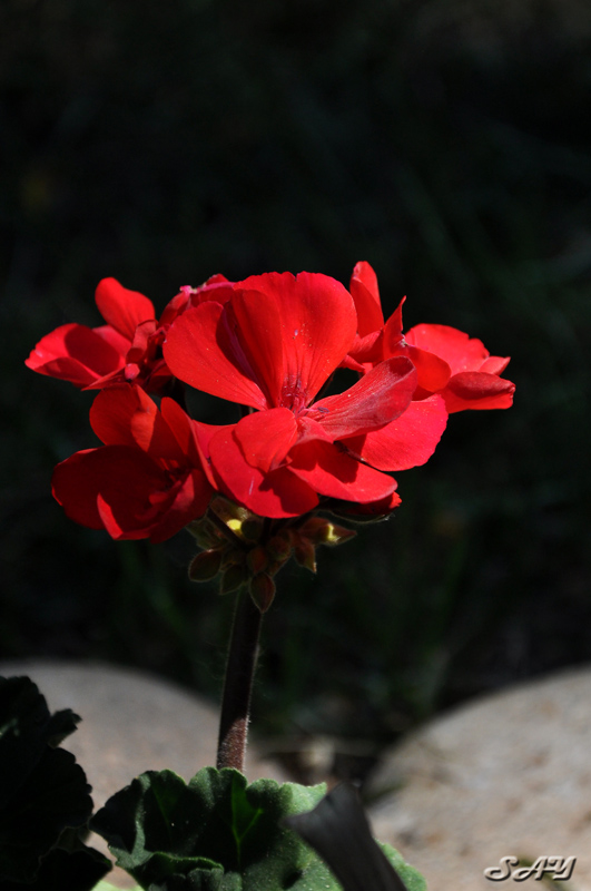 Name:  Flowers 11.jpg
Views: 600
Size:  169.3 KB