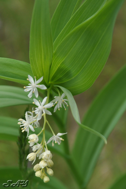 Name:  Flower 12x.jpg
Views: 291
Size:  122.9 KB
