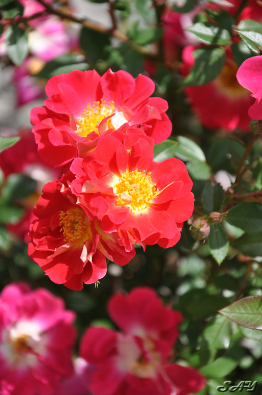 Name:  Rose 1 Orig.jpg
Views: 524
Size:  158.1 KB