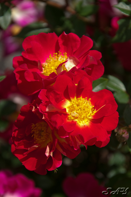 Name:  Rose 1.jpg
Views: 364
Size:  175.0 KB