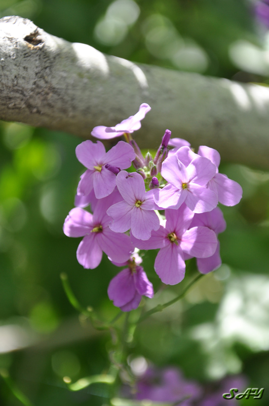 Name:  Flower 6 Orig.jpg
Views: 496
Size:  188.4 KB