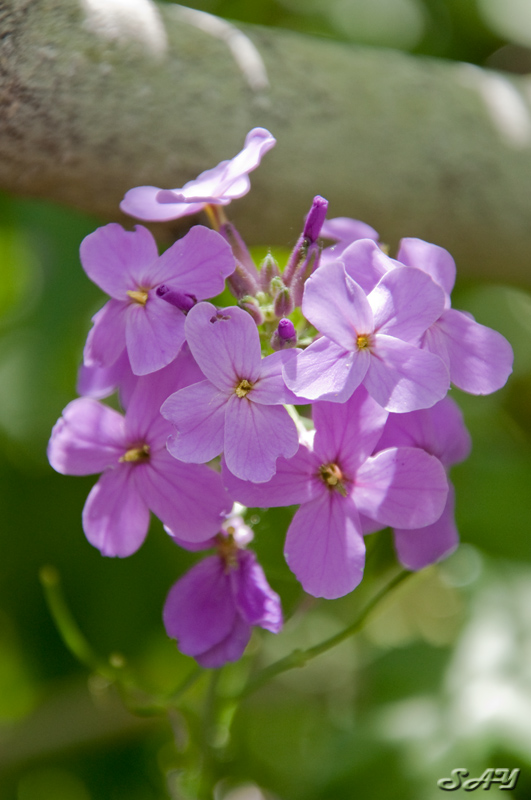Name:  Flower 6.jpg
Views: 465
Size:  189.6 KB