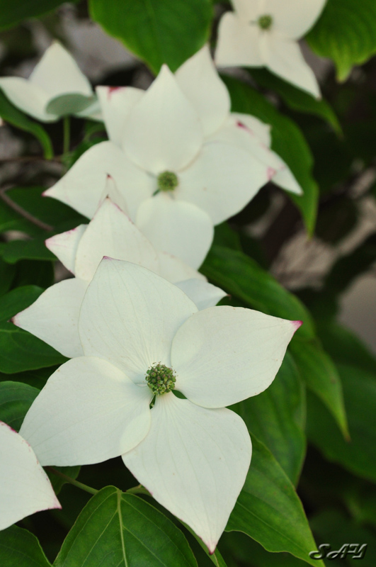 Name:  Flowers 2.jpg
Views: 336
Size:  183.8 KB