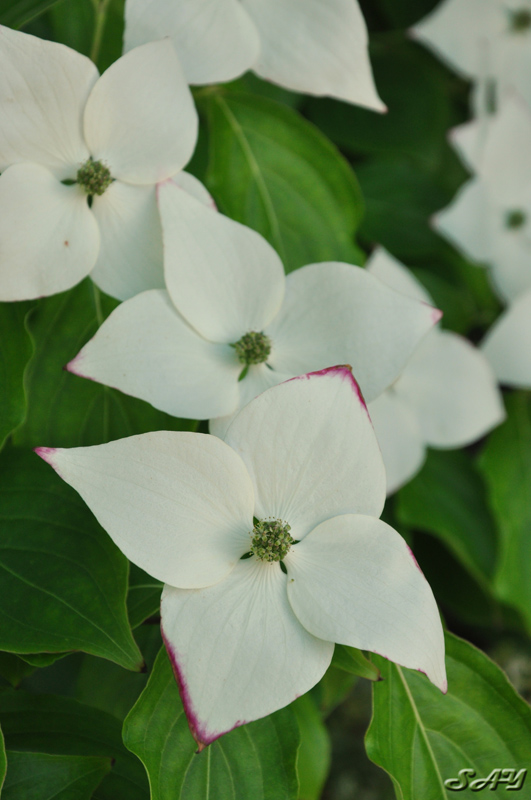 Name:  Flowers 3.jpg
Views: 361
Size:  177.5 KB