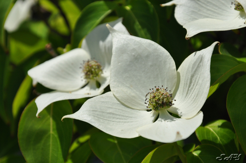 Name:  Flowers 4.jpg
Views: 323
Size:  193.1 KB