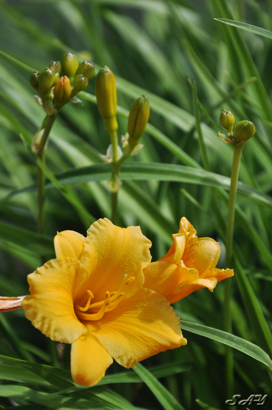 Name:  Flower 3.jpg
Views: 368
Size:  158.6 KB