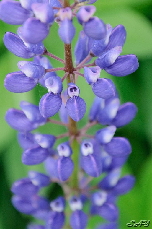 Name:  Flower 4.jpg
Views: 362
Size:  204.4 KB