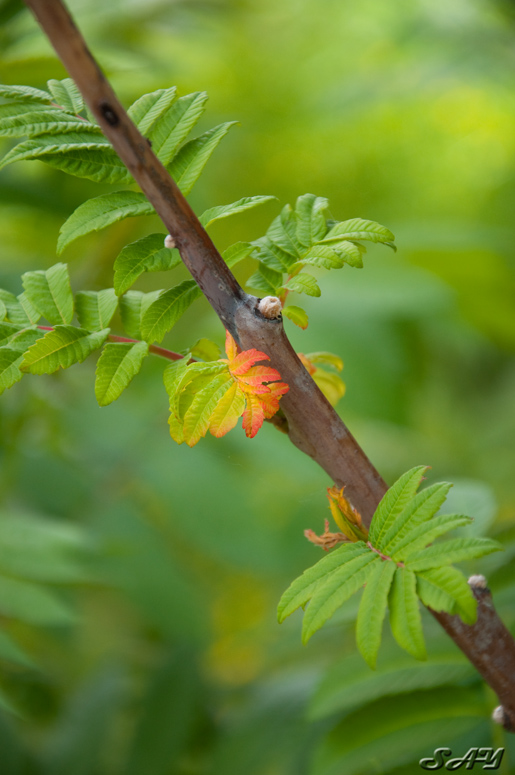 Name:  Leaf 2.jpg
Views: 427
Size:  182.6 KB