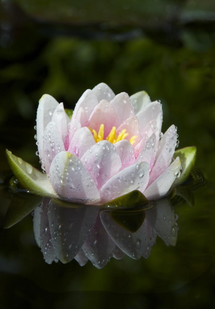 Name:  Water lily 1024x1024.jpg
Views: 297
Size:  50.0 KB