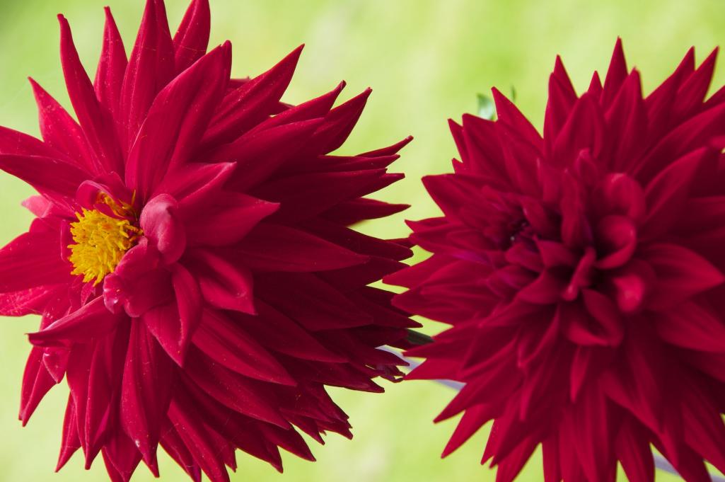 Name:  Diva dahlia.jpg
Views: 419
Size:  66.7 KB