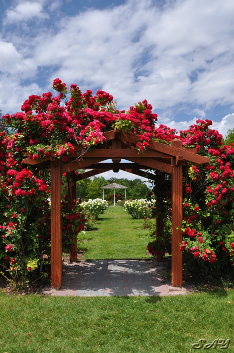 Name:  Rose Garden 1.jpg
Views: 3397
Size:  219.0 KB