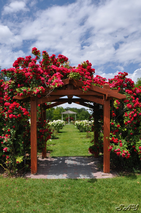 Name:  Rose Garden 1.jpg
Views: 4025
Size:  219.0 KB