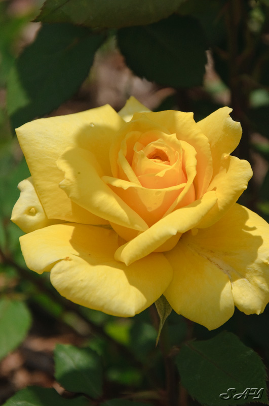 Name:  Rose Garden 5.jpg
Views: 876
Size:  123.0 KB