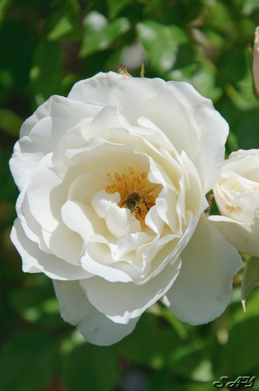 Name:  Rose Garden 27.jpg
Views: 1414
Size:  135.3 KB