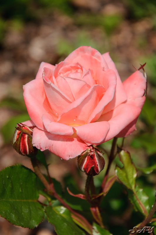 Name:  Rose Garden 7.jpg
Views: 944
Size:  138.1 KB