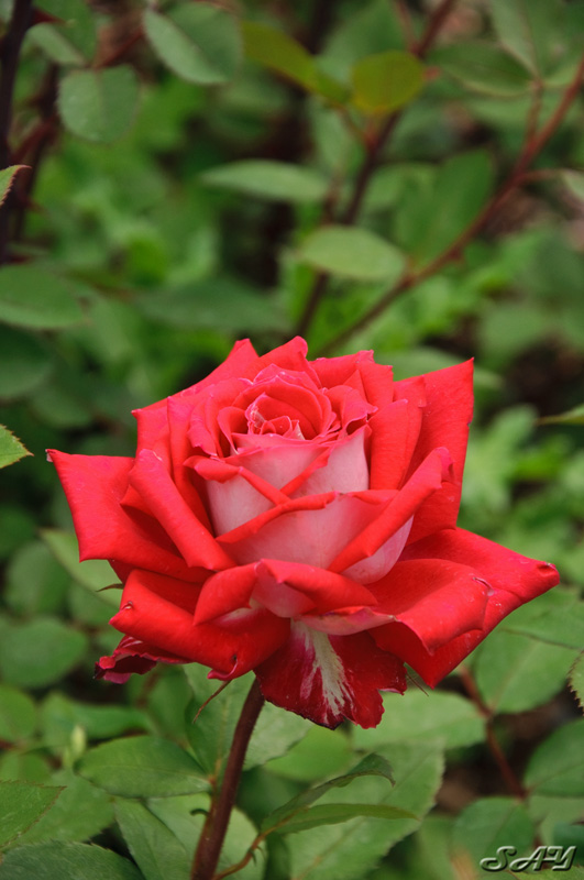 Name:  Rose Garden 9.jpg
Views: 1184
Size:  144.7 KB