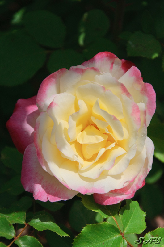 Name:  Rose Garden 16.jpg
Views: 741
Size:  137.1 KB