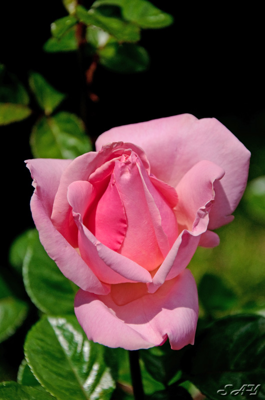 Name:  Rose Garden 19.jpg
Views: 925
Size:  131.3 KB