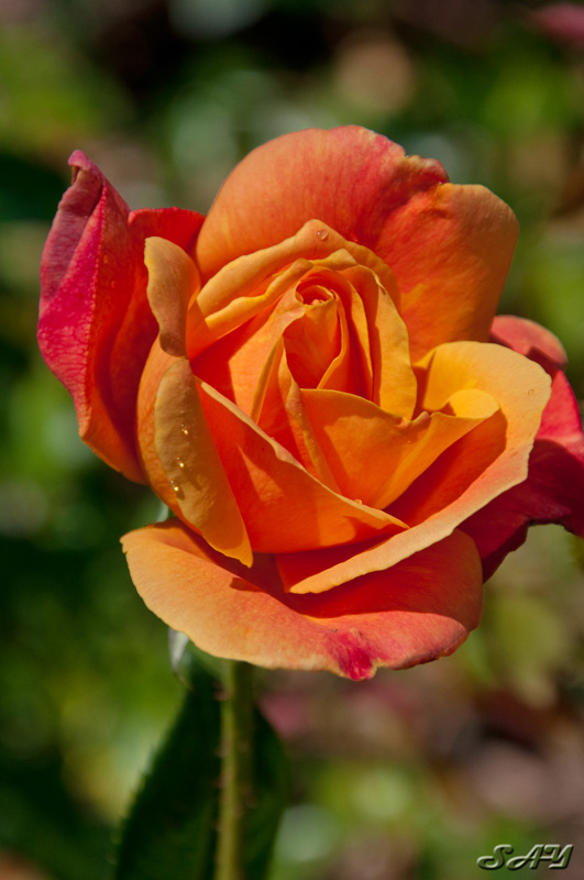 Name:  Rose Garden 24.jpg
Views: 971
Size:  142.7 KB