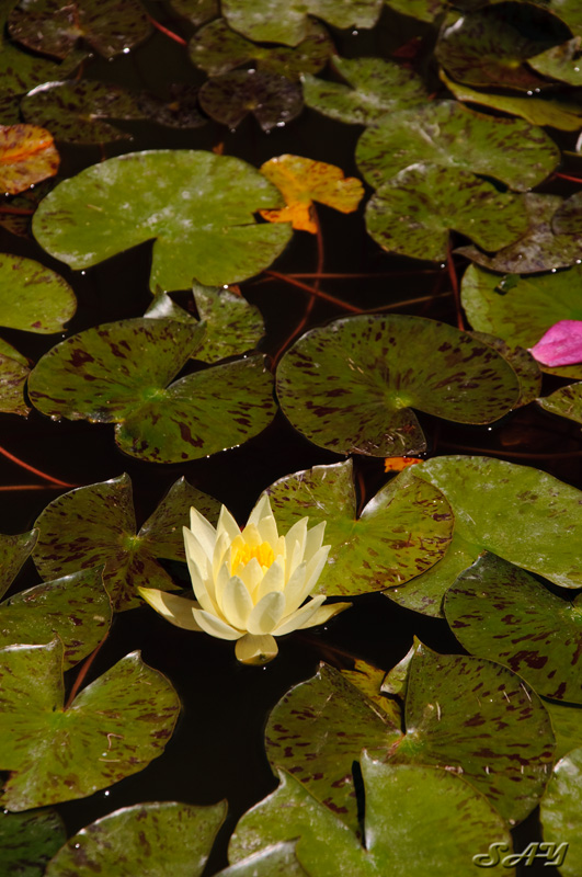 Name:  Water Lily 3.jpg
Views: 155
Size:  207.0 KB