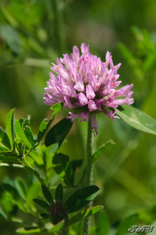 Name:  Clover 1.jpg
Views: 336
Size:  150.2 KB