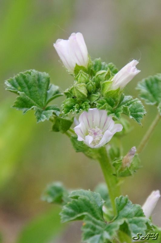Name:  Striped Flower 1.jpg
Views: 326
Size:  131.7 KB